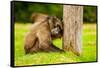 Baboon Resting, Johannesburg, South Africa, Africa-Laura Grier-Framed Stretched Canvas