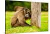 Baboon Resting, Johannesburg, South Africa, Africa-Laura Grier-Stretched Canvas