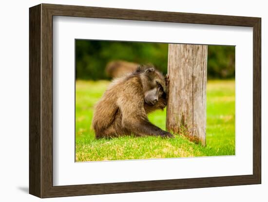 Baboon Resting, Johannesburg, South Africa, Africa-Laura Grier-Framed Photographic Print