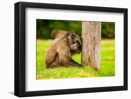 Baboon Resting, Johannesburg, South Africa, Africa-Laura Grier-Framed Photographic Print