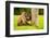 Baboon Resting, Johannesburg, South Africa, Africa-Laura Grier-Framed Photographic Print