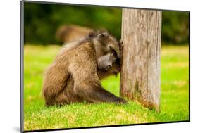 Baboon Resting, Johannesburg, South Africa, Africa-Laura Grier-Mounted Photographic Print