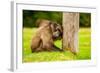 Baboon Resting, Johannesburg, South Africa, Africa-Laura Grier-Framed Photographic Print