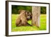 Baboon Resting, Johannesburg, South Africa, Africa-Laura Grier-Framed Photographic Print