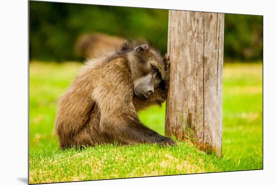 Baboon Resting, Johannesburg, South Africa, Africa-Laura Grier-Mounted Premium Photographic Print