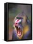 Baboon-null-Framed Stretched Canvas