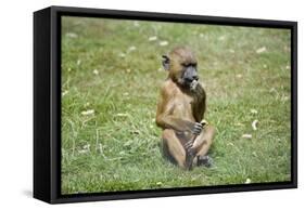 Baboon-Veneratio-Framed Stretched Canvas