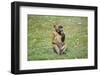 Baboon-Veneratio-Framed Photographic Print