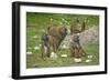 Baboon-Veneratio-Framed Photographic Print