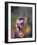 Baboon-null-Framed Photographic Print