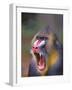 Baboon-null-Framed Photographic Print