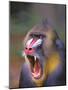 Baboon-null-Mounted Photographic Print