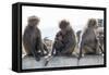 Baboons, Abha, Kingdom of Saudi Arabia, Middle East-Michael Runkel-Framed Stretched Canvas