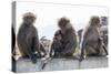 Baboons, Abha, Kingdom of Saudi Arabia, Middle East-Michael Runkel-Stretched Canvas