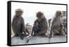 Baboons, Abha, Kingdom of Saudi Arabia, Middle East-Michael Runkel-Framed Stretched Canvas