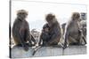 Baboons, Abha, Kingdom of Saudi Arabia, Middle East-Michael Runkel-Stretched Canvas