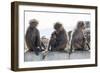 Baboons, Abha, Kingdom of Saudi Arabia, Middle East-Michael Runkel-Framed Photographic Print