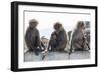 Baboons, Abha, Kingdom of Saudi Arabia, Middle East-Michael Runkel-Framed Photographic Print