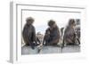 Baboons, Abha, Kingdom of Saudi Arabia, Middle East-Michael Runkel-Framed Photographic Print