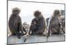 Baboons, Abha, Kingdom of Saudi Arabia, Middle East-Michael Runkel-Mounted Photographic Print