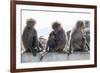 Baboons, Abha, Kingdom of Saudi Arabia, Middle East-Michael Runkel-Framed Photographic Print