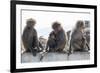 Baboons, Abha, Kingdom of Saudi Arabia, Middle East-Michael Runkel-Framed Photographic Print