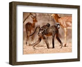 Baboons and Impala, 2019,-Eric Meyer-Framed Photographic Print