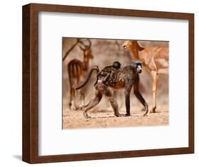 Baboons and Impala, 2019,-Eric Meyer-Framed Photographic Print