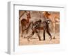 Baboons and Impala, 2019,-Eric Meyer-Framed Photographic Print