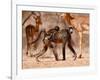 Baboons and Impala, 2019,-Eric Meyer-Framed Photographic Print