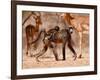 Baboons and Impala, 2019,-Eric Meyer-Framed Photographic Print