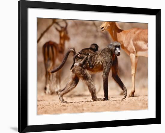 Baboons and Impala, 2019,-Eric Meyer-Framed Photographic Print