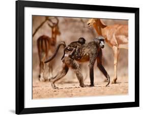 Baboons and Impala, 2019,-Eric Meyer-Framed Photographic Print