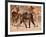 Baboons and Impala, 2019,-Eric Meyer-Framed Photographic Print