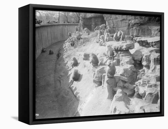 Baboons at the Zoo-null-Framed Stretched Canvas
