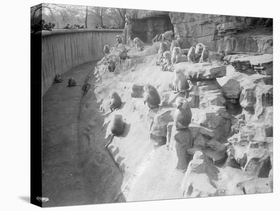 Baboons at the Zoo-null-Stretched Canvas