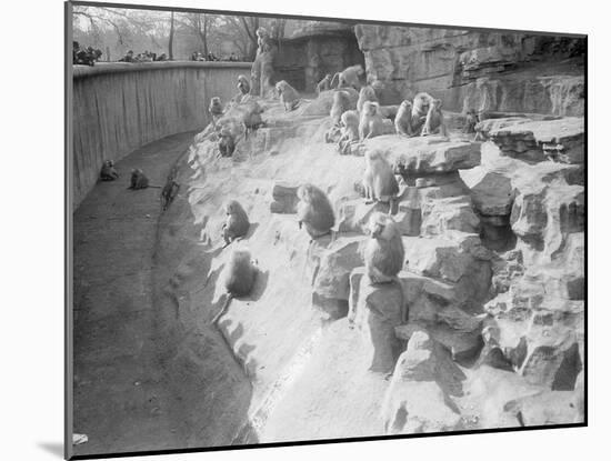 Baboons at the Zoo-null-Mounted Photographic Print