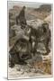 Baboons by Alfred Edmund Brehm-Stefano Bianchetti-Mounted Giclee Print