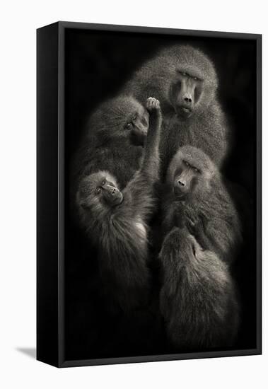 Baboons "United"-Mario Moreno-Framed Stretched Canvas