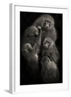Baboons "United"-Mario Moreno-Framed Photographic Print