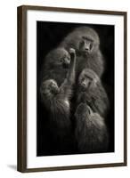 Baboons "United"-Mario Moreno-Framed Photographic Print