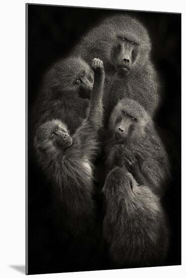 Baboons "United"-Mario Moreno-Mounted Photographic Print