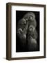 Baboons "United"-Mario Moreno-Framed Photographic Print