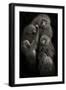 Baboons "United"-Mario Moreno-Framed Photographic Print