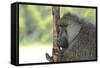 Baboons-Kyslynskyy-Framed Stretched Canvas