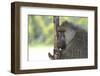 Baboons-Kyslynskyy-Framed Photographic Print