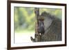 Baboons-Kyslynskyy-Framed Photographic Print