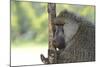 Baboons-Kyslynskyy-Mounted Photographic Print