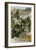 Baboons-null-Framed Giclee Print