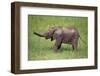 Baby African Elephant in Grass-DLILLC-Framed Photographic Print